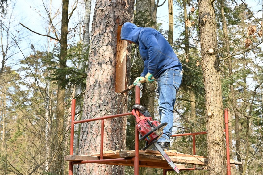 Bartnictwo wraca do łask. W radoszyckich lasach pojawiają się nowe barcie [WIDEO, ZDJĘCIA]