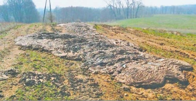 Są podejrzenia, że nawóz z osadów ściekowych, który znalazł się na polach w pobliżu Rzęśnicy wczesną wiosną, mógł spowodować zanieczyszczenie gruntu.