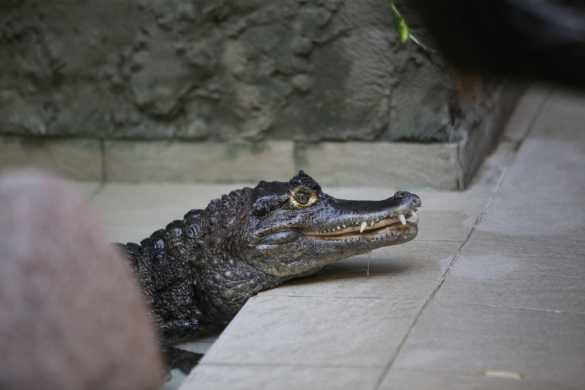 Tak wygląda obecnie sosnowieckie Egzotarium.