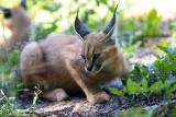 Drapieżne karakale i samiczka takina w toruńskim zoo mają już imiona! Zobaczcie ich zdjęcia 