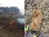 Powiat tarnobrzeski. Strażacy z Sokolnik uratowali psa przed okrutną śmiercią. Zwierzę spłonęłoby żywcem w pożarze traw! (ZDJĘCIA)