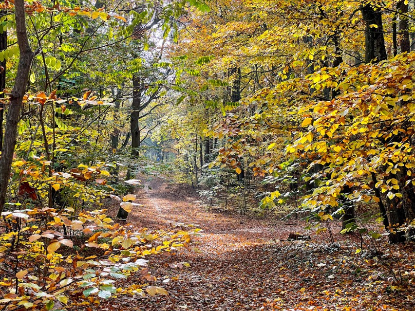 Jesień nad jeziorem Szmaragdowym