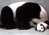 Pierwsze karmienie młodej pandy [WIDEO]