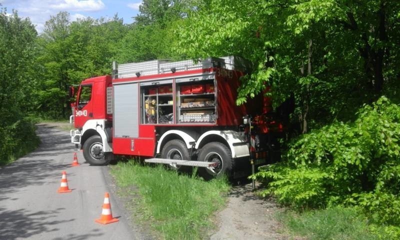 Lipie. Strażacy uratowali krowę, która spadła z 10 metrów. Zwierzę ugrzęzło w rowie [ZDJĘCIA]