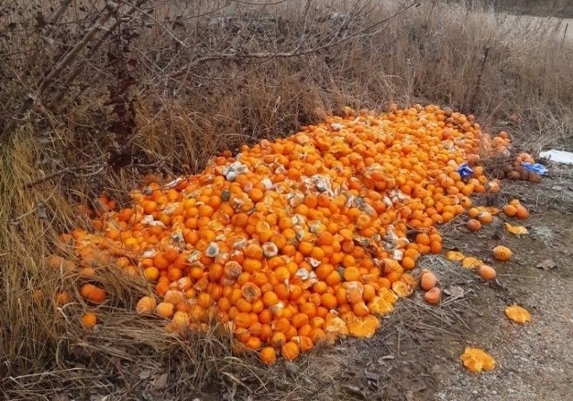 Wyrzucone za Castoramą cytrusy