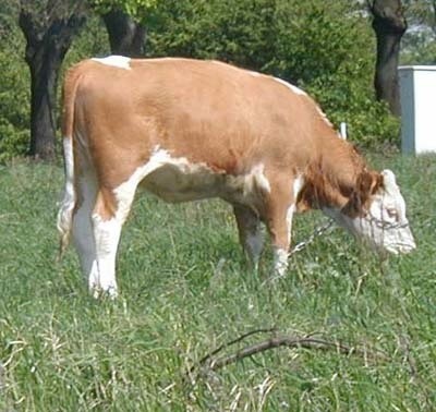 W powiecie makowskim jest 120 krów, które zostały sprowadzone z Zachodu