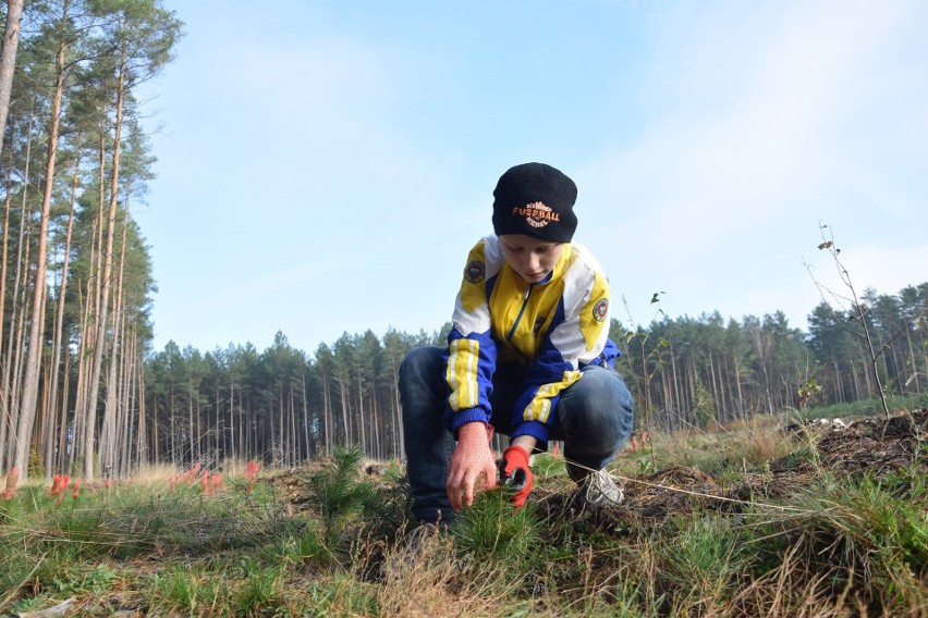 Drzewa dają życie – wspólny projekt SP w Dretyniu i Nadleśnictwa Dretyń (wideo, zdjęcia) 