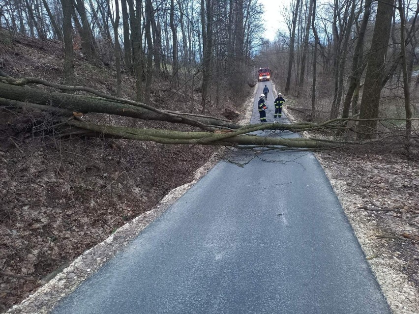 Powalone drzewo w Bruśniku