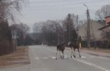 Dąbrowa Górnicza: dwa łosie spacerują po drodze ZOBACZ NIESAMOWITE ZDJĘCIA