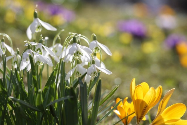 Przebiśniegi i krokusy należą do najbardziej znanych kwiatów wczesnej wiosny. Ale jest ich znacznie więcej.
