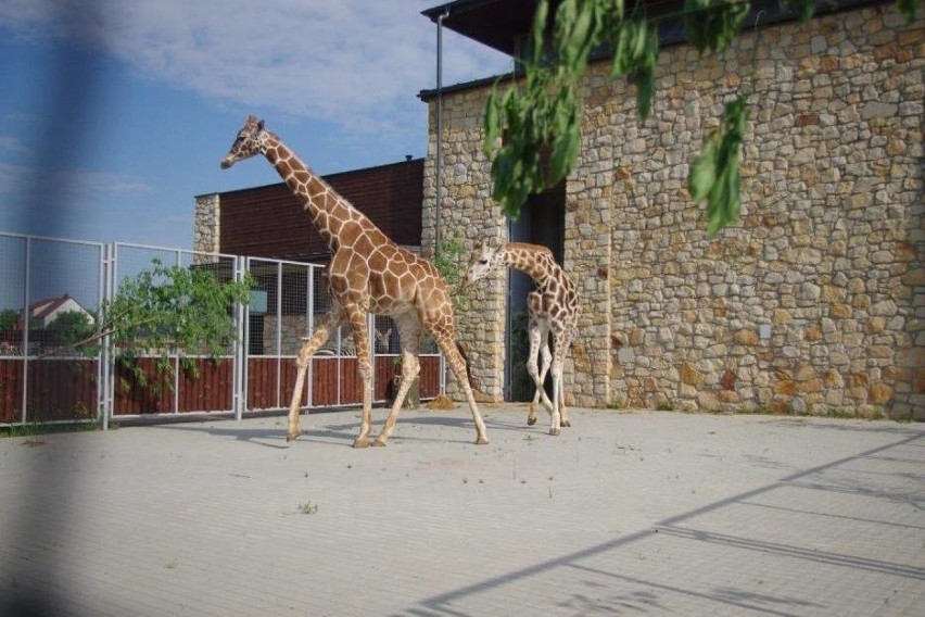 Żyrafy w zamojskim zoo.