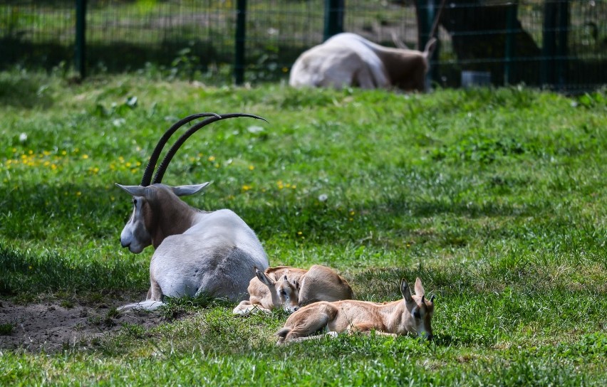 W gdańskim zoo urodziły się małe oryksy szablorogie. Zobacz film z ich pierwszego spaceru!