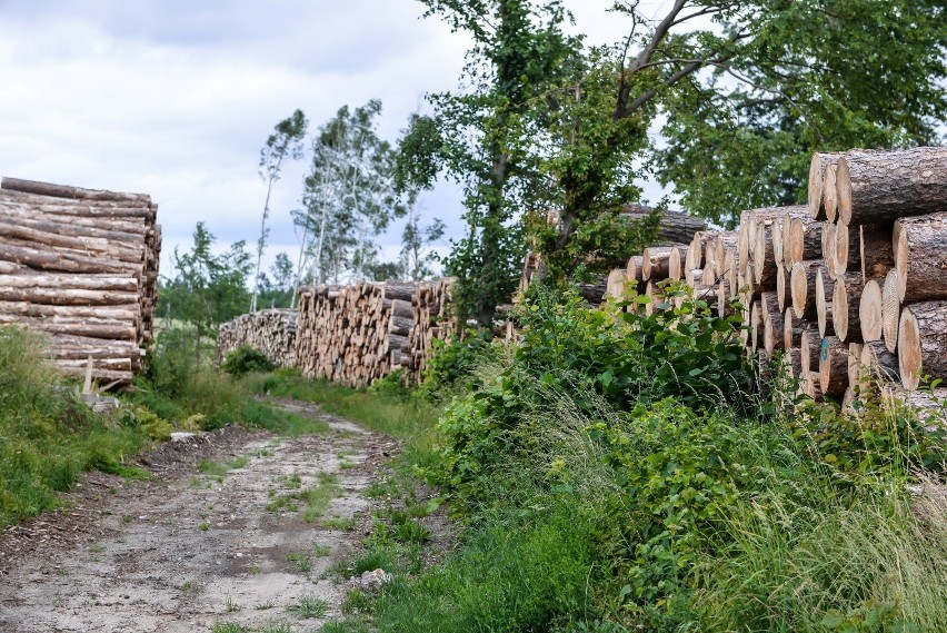 Rok po nawałnicy na Pomorzu