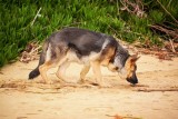 Psy w Polsce będą wykrywać COVID-19 węchem. Rusza program szkoleniowy