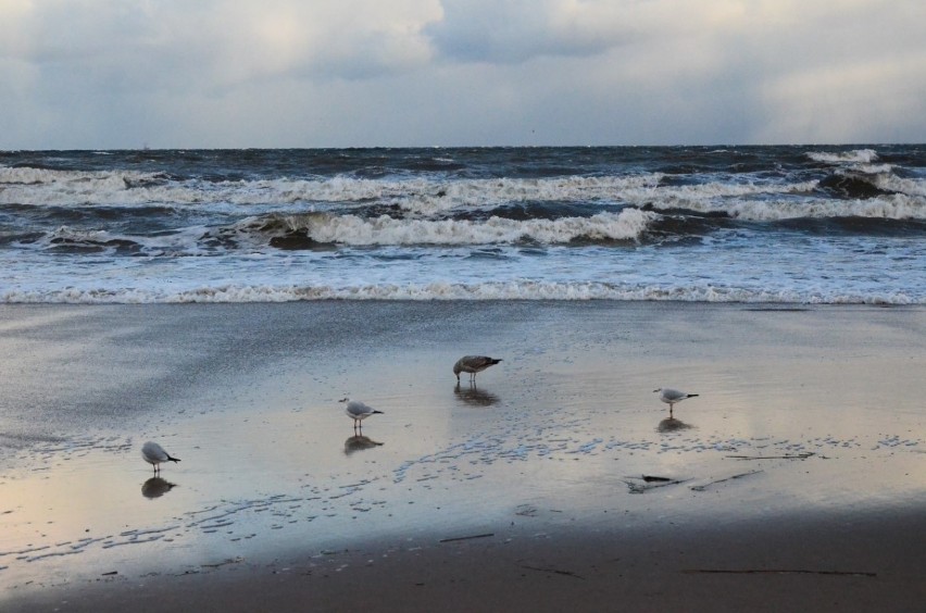 Spacer po sopockiej plaży. Zima na Pomorzu. Wybraliśmy się na spacer nad morze [ZDJĘCIA] 