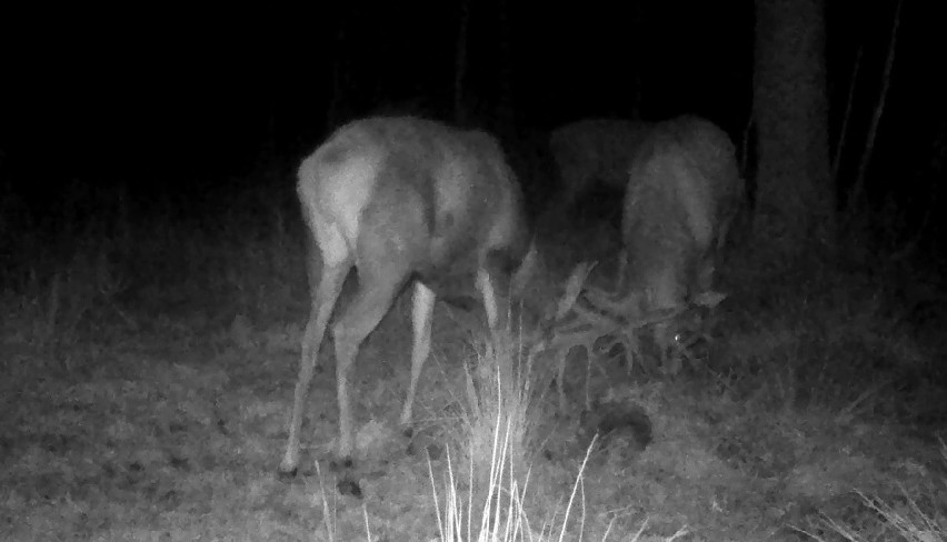 Walka jeleni szlachetnych w lesie pod Częstochową