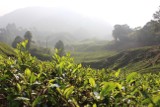 Herbata - czy wiesz, jak powstaje? Zobacz pola herbaty w Malezji i sposoby przygotowywania jednego z najstarszych napojów świata