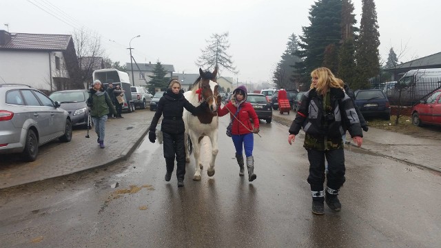 W tym roku na skaryszewskich Wstępach kilka organizacji obrońców zwierząt podjęło się akcji wykupowania koni na targu.