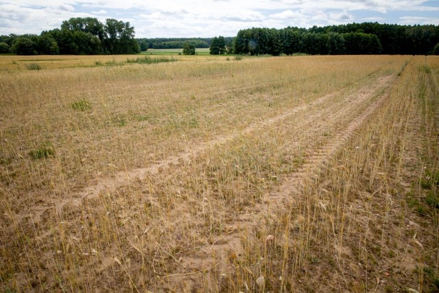 Na pola w woj. podlaskim ruszyły już komisje szacujące straty. Zostały one powołane w każdej podlaskiej gminie. Odwiedziliśmy jedno z gospodarstw w gm. Juchnowiec Kościelny. Nawet ostatnie opady deszczu nie pomogą już zbożom.