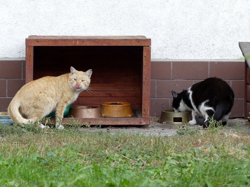 Fundacja Koty SOS dba o bezdomne koty, które mieszkają na...
