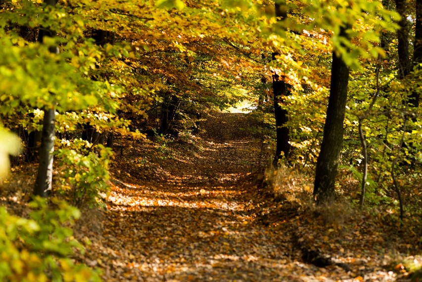 Gdzie na weekend w listopadzie? Niezwykle barwna jesień na Jurze Krakowsko-Częstochowskiej zachęca do spacerów [ZDJĘCIA]