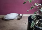 Kilkadziesiąt kotów syjamskich w małym mieszkaniu w Opolu. Właścicielka pseudohodowli usłyszała zarzut