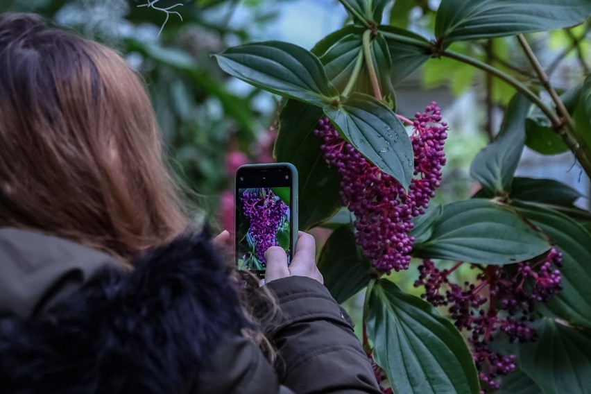 Ogrody botaniczne to miejsce, gdzie człowiek może zetknąć...