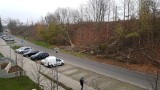 Dlaczego drzewa przy ul. Tenisowej w Szczecinie zniknęły? Miasto odpowiada