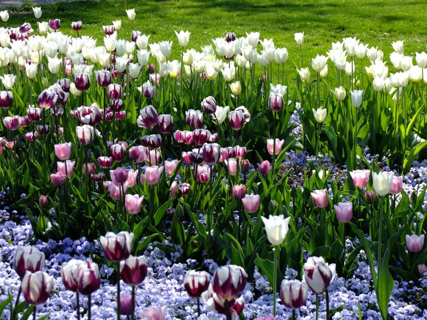 Piękne, kolorowe tulipany urosną niemal w każdych warunkach....