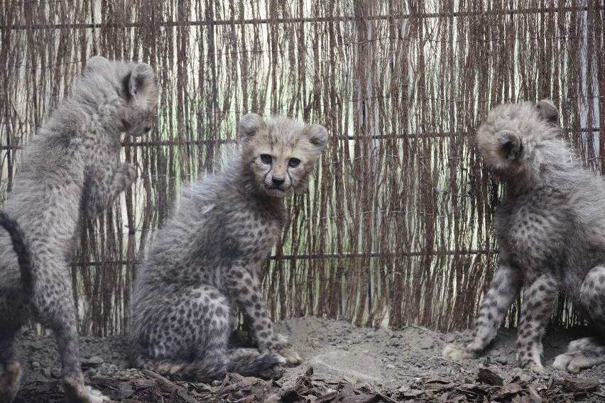 Osiem gepardów urodziło się w ogrodzie zoologicznym w Opolu! 