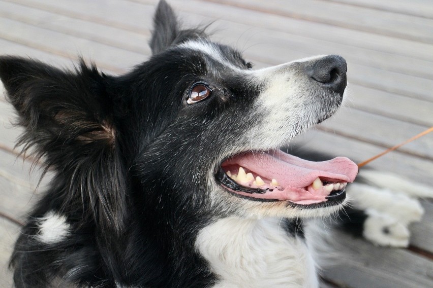 Drugie miejsce zajął border collie .To psy należące do grupy...