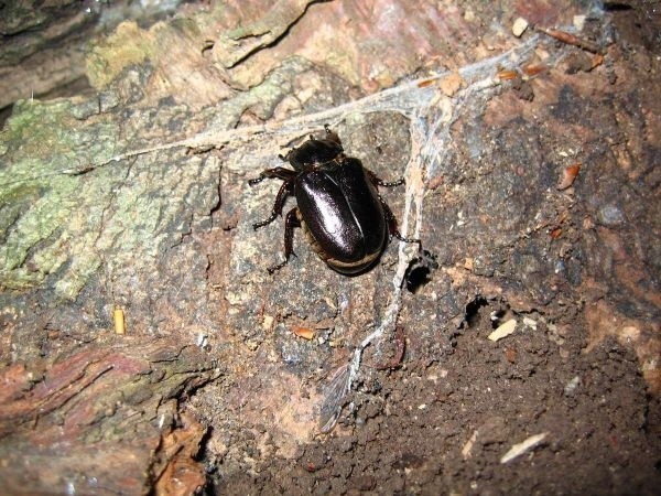 Pachnica debowa – chroniony chrząszcz, którego larwy...