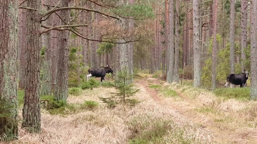 Leśnicy w lasach Nadleśnictwa Choczewo w powiecie wejherowskim uchwycili na filmie łosie