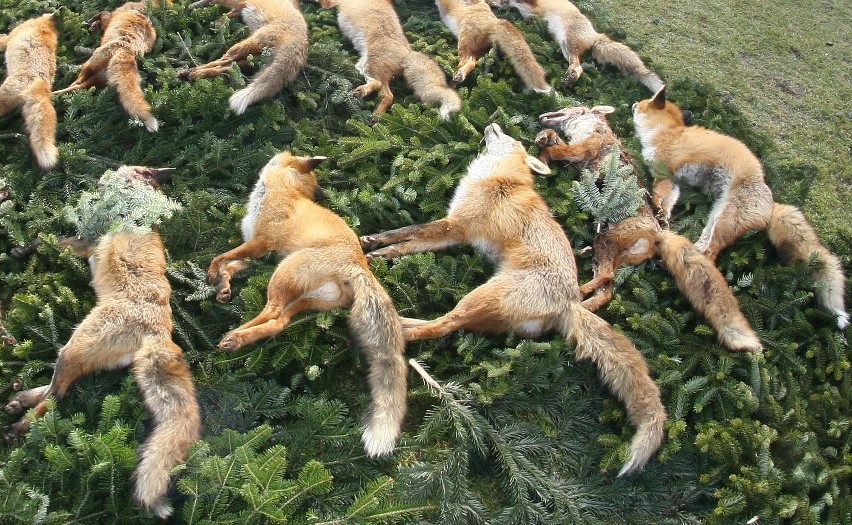 Gminne polowanie na lisy. Bo zagryzały kury gospodarzom
