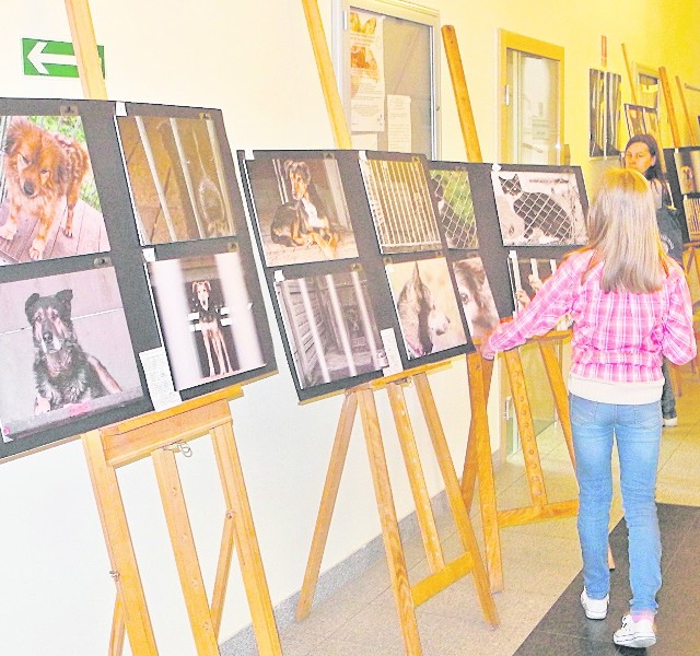 Zdjęcia psiaków i kociaków ze schroniska na korytarzu ratusza cieszyły się zainteresowaniem szczególnie dzieci
