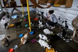 Niemal 2 mln zł wydało miasto na opiekę nad bezdomnymi zwierzętami