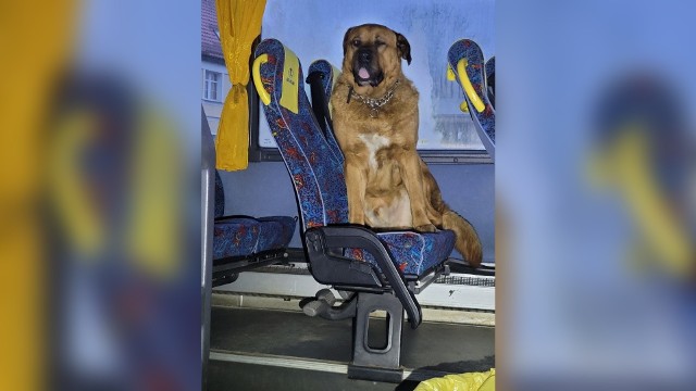 Do niecodziennej interwencji doszło na przystanku autobusowym przy ul. 1 Maja w Białogardzie.