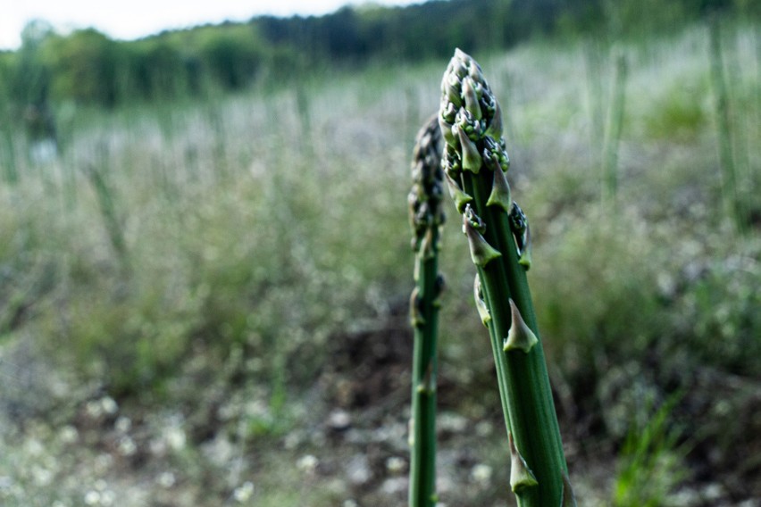 Dolny Śląsk: Niszczą 200 hektarów pola ze szparagami. Ludzie zbierają sami za darmo