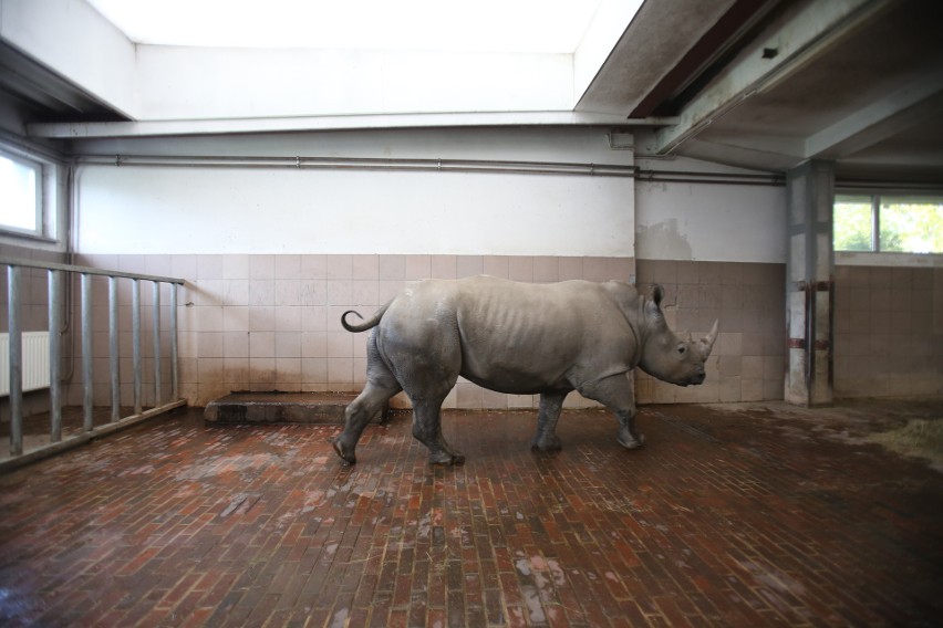 Śląski Ogród Zoologiczny: Ze Szwecji przyjechała samica nosorożca - Nambi ZDJĘCIA
