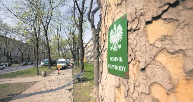 Platan klonolistny w okolicy bloku nr 20 na os. Zielonym jest pomnikiem przyrody. Rośnie na trasie remontowanego chodnika