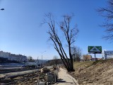 Mieszkańcy Obłuża obawiają się pochylonego drzewa przy ul. Kwiatkowskiego