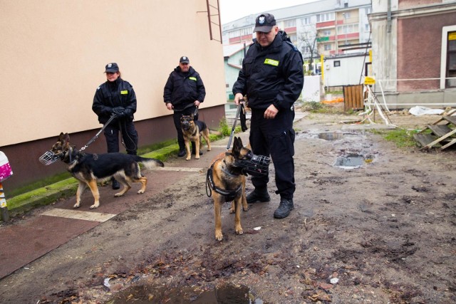 W wagonie obezwładniały uzbrojonego pasażera, szukały narkotyków i materiałów wybuchowych na dworcu. Tak wyglądało dzisiejsze szkolenie psów policyjnych.