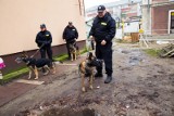 Bomba na dworcu PKP: Szkolenie psów policyjnych (zdjęcia, wideo)