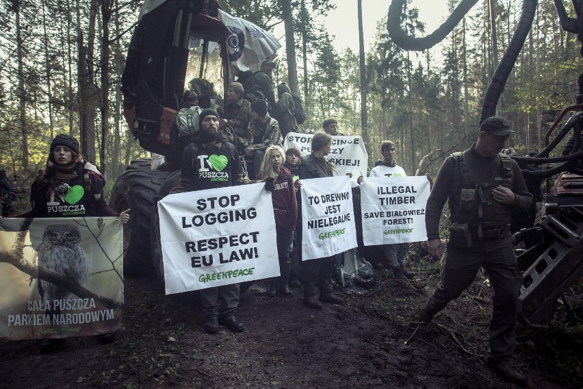 Największa blokada wycinki w Puszczy Białowieskiej (zdjęcia)