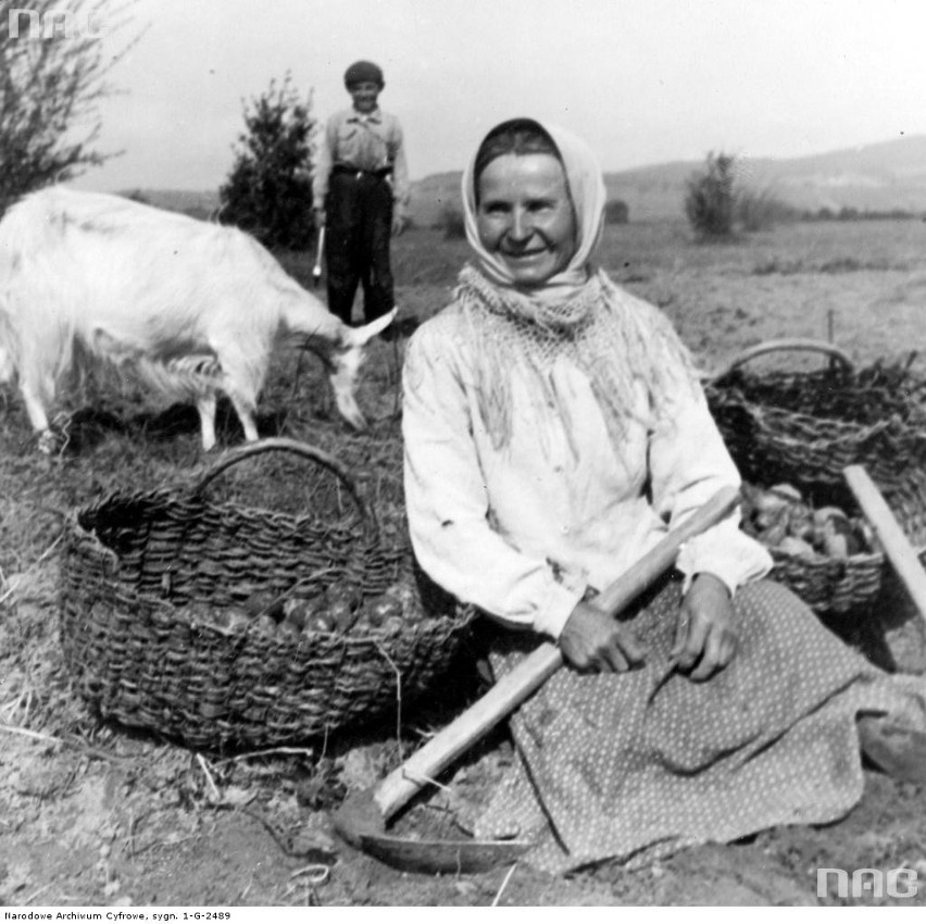 Wykopki ziemniaków w okolicach Nowego Targu, 1937 r.