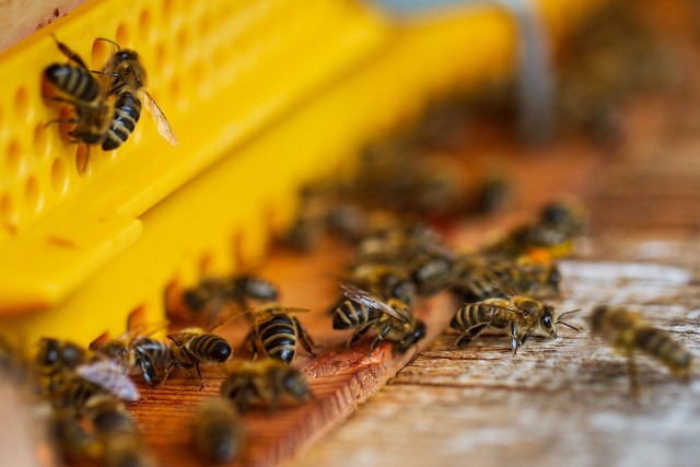 Wielki Dzień Pszczół jest obchodzony w Polsce 8 sierpnia. W województwie kujawsko-pomorskim najwięcej pszczelarzy utrzymuje od 21 do 50 rodzin pszczelich.