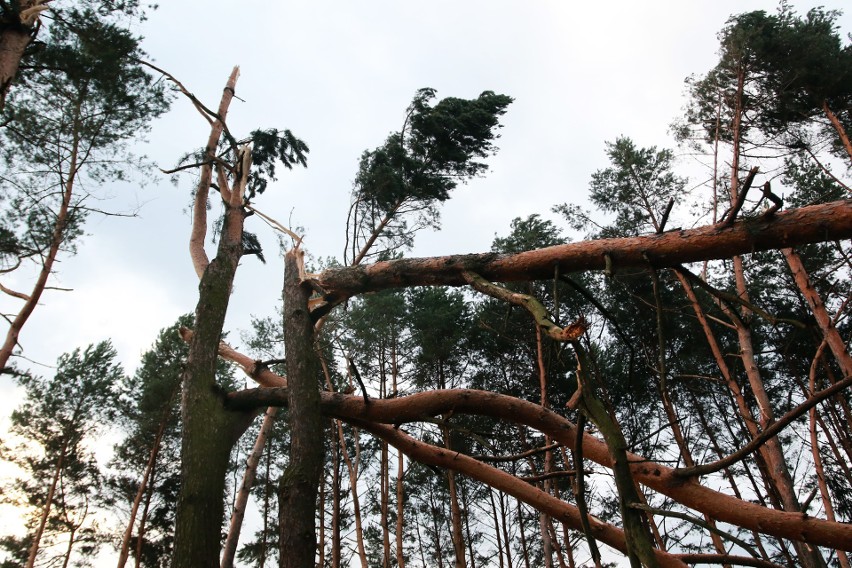 Piwniczna. 40 sekund horroru. Dobę po katakliźmie zniszczony las przeraża [ZDJĘCIA]