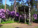 Rezerwat rododendronów koło Lublińca. Wygląda i pachnie obłędnie. Leśna ostoja różanecznika w przysiółku Brzoza ZDJĘCIA