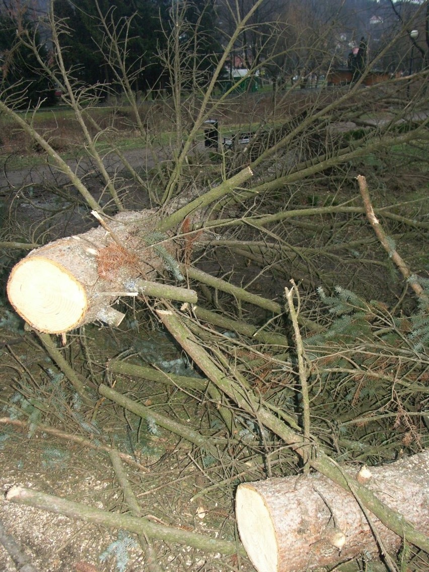 Przewrócone drzewo w Wiśle zerwało wszystkie trakcje i...