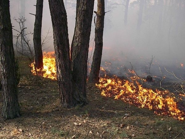 Płonący las w okolicach wysypiska śmieci w Staszowie...